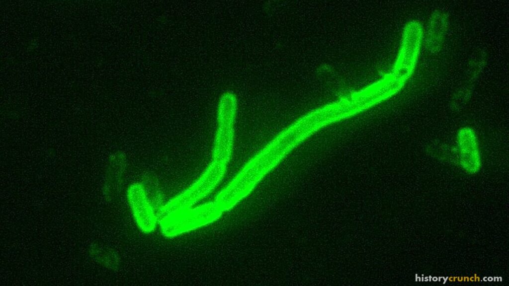 Symptoms of the Bubonic Plague