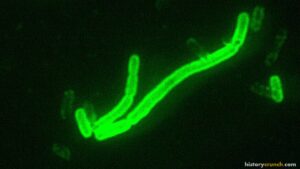 Symptoms of the Bubonic Plague