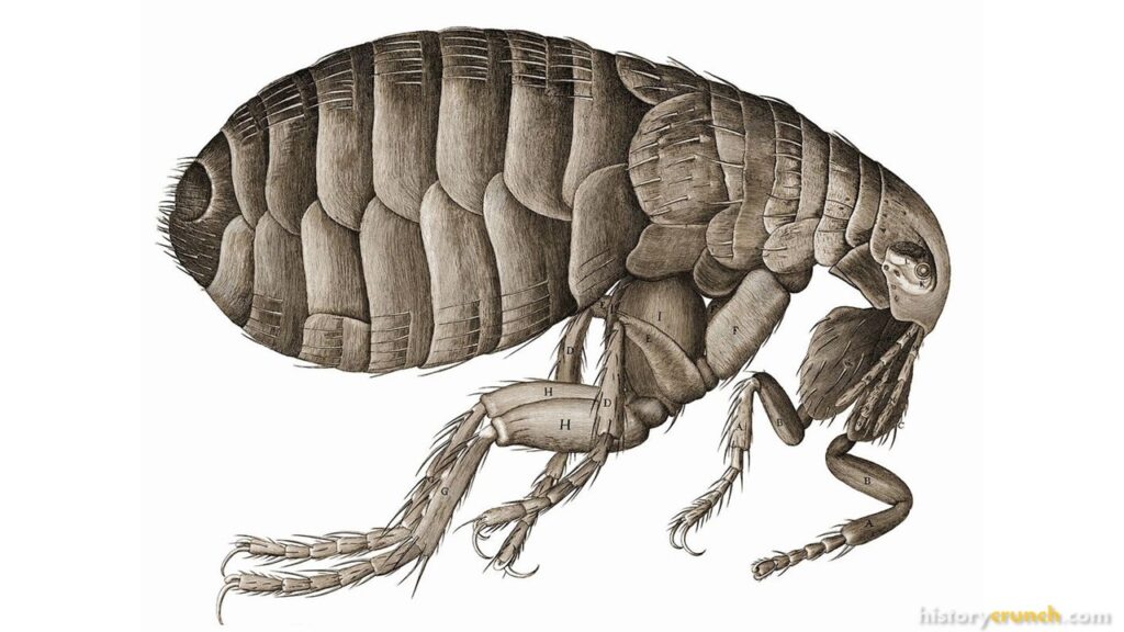 Where and How Did the Plague Spread